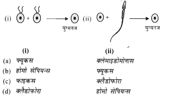 नीचे दिये चित्रों में सिनगैमी के अलग-अलग प्रकार दर्शाए गये हैं। उस विकल्प का चुनाव करें जिसमें प्रत्येक के सही उदाहरण दिए गए हैं।