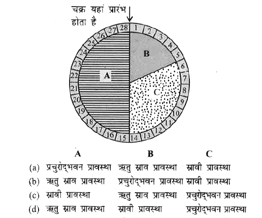 दिया गया आरेखित चित्र मनुष्य की मादा के ऋतु स्राव चक्र को दर्शाता है। ऋतु स्राव चक्र की तीन प्रास्थाओं (A, B, C) को पहचानें