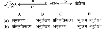 नीचे दिया गया प्रवाह आरेख जैव अणुओं के बीच अनुवांशिक सूचनाओं के प्रवाह को दर्शाता है। A, B, C व D प्रक्रिया को पहचाने और सही विकल्प चुनें।