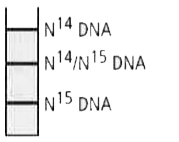 DNA प्रतिकृतिकरण की अर्द्ध-संरक्षी प्रकृति को मीसेल्सन और स्थाल ने अपने बैक्टीरिया के साथ प्रयोगों में स्थापित किया। उन्होंने, बैक्टीरिया को N^(15) - NH(4)CI माध्यम में उगाया, धोया और फिर N^(14) युक्त यौगिकों वाले ताजे माध्यम में इनक्यूबेट किया और उसे तीन पीढ़ियों तक बढ़ने दिया। विलगित DNA के CsCl घनत्व प्रवणता अपकेन्द्रण ने DNA प्रतिकृतिकरण की अर्द्ध-संरक्षी प्रकृति को स्थापित किया। नीचे दिया गया चित्रात्मक आरेख CsCIघनत्व प्रवणता में विभिन्न रूप से नामांकित DNA की स्थिति को दर्शाता है।      यदि DNA प्रतिकृतिकरण संरक्षी होता तो प्रतिरूप क्या होता?