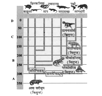 दिया गया चित्र भौगोलिक कल्पों के दौरान कशेरुकियों के विकास के इतिहास को दर्शाता है। भौगोलिक कल्पों A, B, C व D को पहचानें और सही विकल्प चुनें।