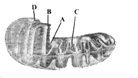दिय गए चित्र में माइटोकॉंड्रियान को इसके चार नामाकिंत भागो A, B, C व D के साथ दर्शाया गया है। उस भाग का चयन करे जो उससे संबंधित कार्य के साथ सुमेलित हो।