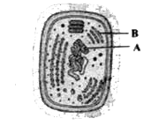 दिया गया चित्र एक प्रारूपिक साइनोबैक्टीरियल कोशिका की परासंरचना को दर्शाता है। विभिन्न भागों को पहचानिए तथा A व B के लिए सही विकल्प चुनिए।
