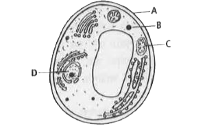 नीचे दिए गए चित्र में फंगल कोशिका की संरचना को A, B, C व D नामांकनों के रूप में दिखाया गया है। फंगल कोशिकीय संरचना के बारे में निम्न में से कौन-से कथन सही हैं?      (i) A में म्यूकोपॉलीसैकेराइड्स होते हैं जो कीटों व क्रस्टेशियन्स के बाह्यकंकाल में भी उपस्थित होते हैं।    (ii) एसेप्टेट हाइफी के संबंध में D की संख्या प्रायः एक से अधिक होती है।   (iii) कैरोटीन्स व जैन्थोफिल्स C में उपस्थित होते हैं, जो प्रकाश संश्लेषण के लिए प्रकाश ऊर्जा को हार्वेस्ट करते हैं।   (iv) B संचित खाद्य पदार्थ है, जो प्रायः स्टार्च व तेल के रूप में संचित होता है।