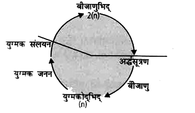 दिए गए जीवन-चक्र के प्रकार के संदर्भ में गलत कथन को चुनिए।