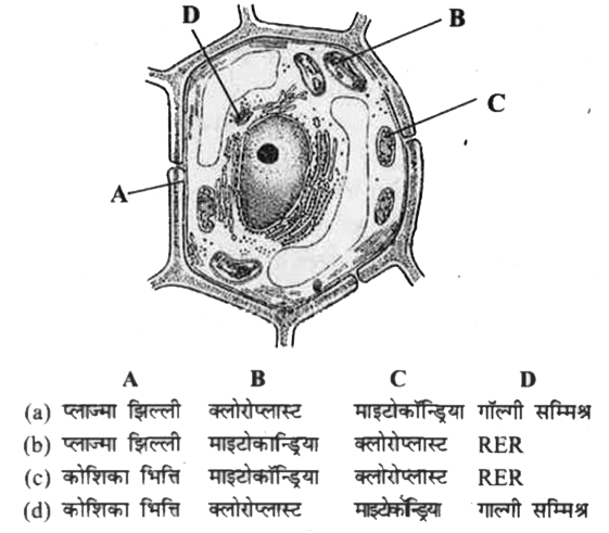 पादप कोशिका की नीचे दी गई परासंरचना में A, B, C एवं D नामांकित भागों को पहचानिए तथा सही विकल्प चुनिए।
