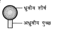प्लाज्मा झिल्ली में उपस्थित लिपिड अणुओं में ध्रुवीय सिरा एवं अध्रुवीय पुच्छे होती हैं (जैसा चित्र में दर्शाया गया है)। लिपिड द्विकसतह में लिपिड्स की सही व्यवस्था को कौन सा विकल्प दर्शाता है?