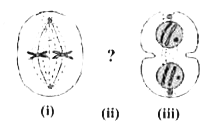 उपरोक्त चित्रों में कोशिका चक्र की विभिन्न अवस्थाओं को एक क्रम में रखा गया है। अवस्था (ii) है-