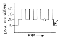 दिये गए चित्र में एक विकासशील यूकैरीयोट में होने वाली DNA की मात्रा के परिवर्तन को दर्शाया गया है। यहाँ तीर का चिन्ह क्या इंगित करता है?