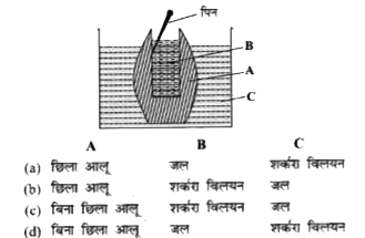 दिया गया चित्र, आलू परासरणमापी प्रयोग की व्यवस्था को दर्शाता है। उस विकल्प का चयन करें जो नामांकनों A, B व C की सही पहचान करता हो।