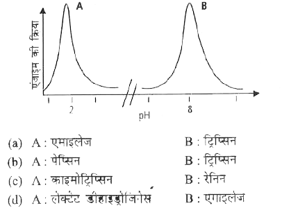 दिये गये ग्राफ में A और B दो एन्जाइमों के क्रिया स्पैक्ट्रा हैं। ये दो एन्जाइम हैं