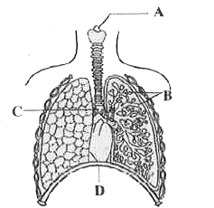 नीचे दिया चित्र मानव श्वसन तंत्र को दर्शाता है। A, B,C व डी को पहचानिए।