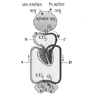 दिया गया चित्र वायु कूपिका और ऊतकों के रक्त के बीच गैसों के विनिमय तथा O2 और व CO2  के परिवहन को दर्शाता है। A से D रक्त वाहिनियों को पहचानें।