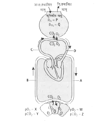 दिये गये चित्र को देखें जिसमें वायुकूपिका में और ऊतकों के बीच रक्त से गैसों का विनिमय और O2 तथा CO2   के परिवहन को दर्शाया गया है। नीचे दिये गए प्रश्नों के सही विकल्प चुनें।         W, X, Y व Z का सामान्यतः क्या मान (mm Hg में) होगा?
