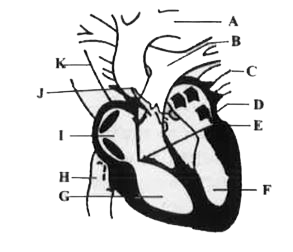 दिया गया चित्र मानव हृदय की लम्बवत् काट को दर्शाता है। A से K तक के नामांकित भागों को पहचानिए।