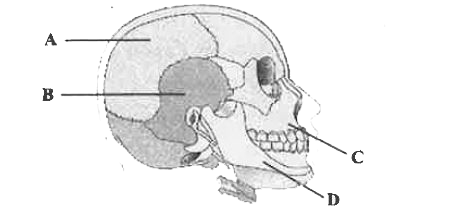 नीचे दिये गये मानव खोपड़ी के चित्र का परीक्षण करें और A से D तक नामांकित खोपड़ी अस्थियों को पहचानें।