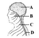 मानव शरीर के नीचे दिये गये चित्र के एक भाग में केन्द्रीय तंत्रिका तंत्र से संबंधित रचनाएं इस प्रकार से नामांकित की गई