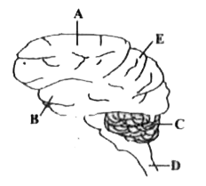 दिए गये चित्र में मनुष्य के मस्तिष्क के पार्श्वय दृश्य को दर्शाया गया है। A से E तक नामांकित भागों को पहचानें और सही विकल्प चुनें।