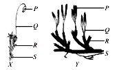 Refer to the given figures  of two plants X and Y with their parts labelled as P, Q, R and S.        Select the correct option regarding them.