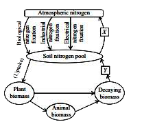 Refer to the given  outline of nitrogen cycle. Identify X and Y and select the correct  statement regarding  them.