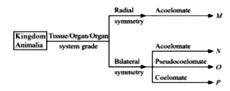 Identify M-P in the given flow chart and select the correct statement regarding them.