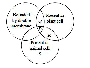 Refer to the given Venn diagram and select the correct statement regarding cell organelles P, Q, R and S.