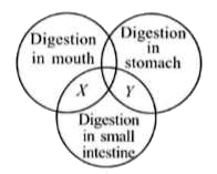 Refer to the given Venn diagram. Identify the food components X and Y, and select the incorrect statement regarding them