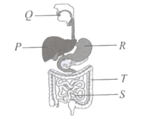 Refer to the given figure and select the correct statement regarding its labelled parts.