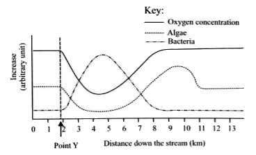 An ecologist studied the effects of sewage effluent on the levels ofoxygcn concentration, bacteria and algae in a freshwater stream. The graph below is a summary of his findings. The sewage effluent entered the stream at point Y.      Which of the following can be the reason(s) for the rise in oxygen concentration between 4 km and 8 km downstream?