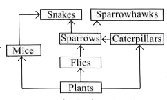 Refer to the given food web operating in a community. Large amount of insecticides was sprayed in this community. Which of the following graphs correctly depicts the changes in numbers of mice, caterpillars and sparrowhawks over time?