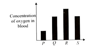 The given bar chart shows the concentration of oxygen in blood samples from four places in the circulatory system of a man. Which sample was taken from the pulmonary artery?