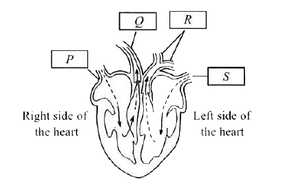 The given figure shows a section of the heart. Select the option that correctly matches the labels P, Q, R, S in the figure with the given list (i - iv) indicating direction of movement of blood.      (i) To rest of the body   (ii) To lungs   (iii) From the lungs   (iv) From the rest of the body