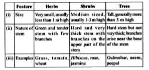 The given table shows some characteristics of herbs, shrubs and trees.   Which of the given points is'are incorrect?