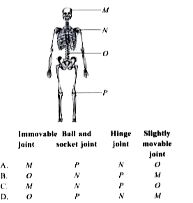 Identify the joints labelled as M, N, O and P in the given figure and select the correct option regarding them.