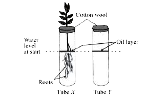 The two test tubes in the given figure are kept in a warm dry place. What will you observe after some time?