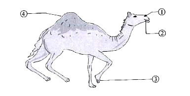 A camel is shown here with some of its body parts labelled 1-4. Some adaptations of camel are given in the following list. Select the correct match of the adaptation and the body part.       a. Stored fat can be respired to release water     b. Enclosed in membrane to limit evaporation     c. Large area makes movement more efficient    d. Can be closed to prevent entry of sand