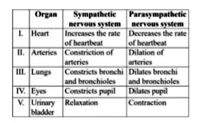 Which of the following is correct regarding the effects of sympathetic and parasympathetic nervous system as shown in the given table?