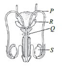 Read the following statements about the given diagram carefully and select the correct ones?    (i) P carries urine and sperms.   (ii) Q secretes a fluid that help in the lubrication of penis.   (iii) S produces testosterone but not sperms.   (iv) R secretes fluid that contains nutrients like fructose.