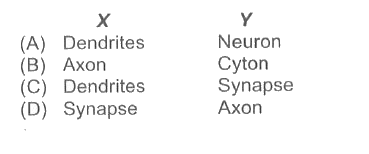 Read the given passage in which some words are italicised and answer the following questions.   The nervous tissue consists of special nerve cell called cyton. The cell is divided into axon and neuron. The cyton has thread-like structures extending from it called X. The axon ends into terminal branches that form a Y with other nerve cells.   Select the option that correctly identifies X and Y.