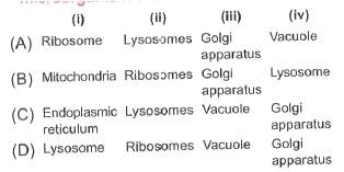 Read the given statements and select the option which correctly fills the blanks (i)-(iv).    is a semiautonomous organelle which is absent in mature mammalian RBC. (ii)are found in cytoplasm and on endoplasmic reticulum (iii) is involved in the formation of lysosome.(iv)is capable of digesting any microorganism that enters the cell.
