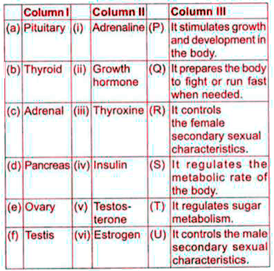Match column I (Gland) with column II (Hormone secreted) and column III  (Function/Action) and select the correct option from the codes given below.