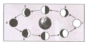 Phases of the Moon are as shown in the figure. Which of the following options shows the correct labelling?