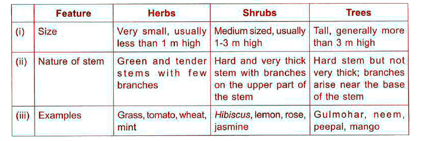 The given table shows some characteristics of herbs , shrubs and trees. Which of the given points is/are incorrect  ?