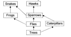 The given figure shows a food web in a forest area. In the forest, large amount of insecticides are blown with wind from a nearby field. What will be the effect on the given food web?