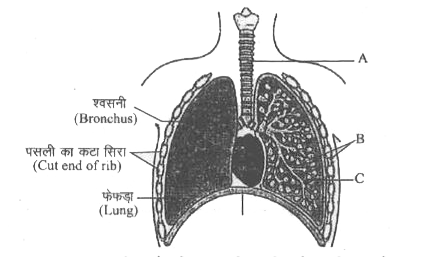 चित्र में मानव श्वसन-तंत्र का एक आरेखी दृश्य दर्शाया गया है जिसमें चार नामांकन A, B, C, और D दिए गए हैं। अंग की सही पहचान के साथ उसके प्रमुख कार्य अथवा विशिष्टता के विकल्प को चुनिए।