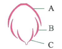 Name the petals A, B and C in vexillary aestivation shown in the above figure-