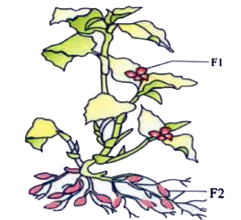 The given figure shows the plant of  Commelina with two types of flowers (F1 and F2).  The flowers