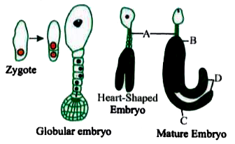 Diagram given below shows stages in embryogenesis in a typical dicto (Capsella).  Identify structures A to D respectively