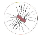Which of the following types of flagella is shown in given figure?