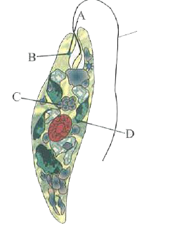 The given figure shows the structure of Euglena, identify the following parts A, B, C and D.